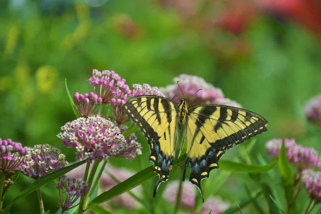 adulst swallowtail