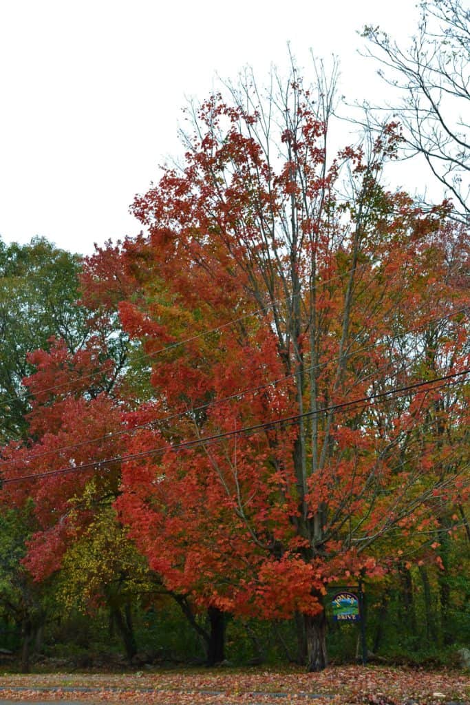 fall foliage