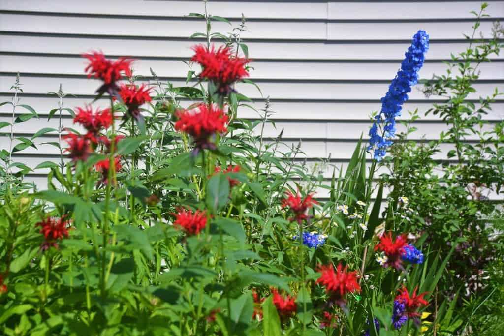 FLOWERS FOR THE FOURTH red bee balm and blue delphinium-2