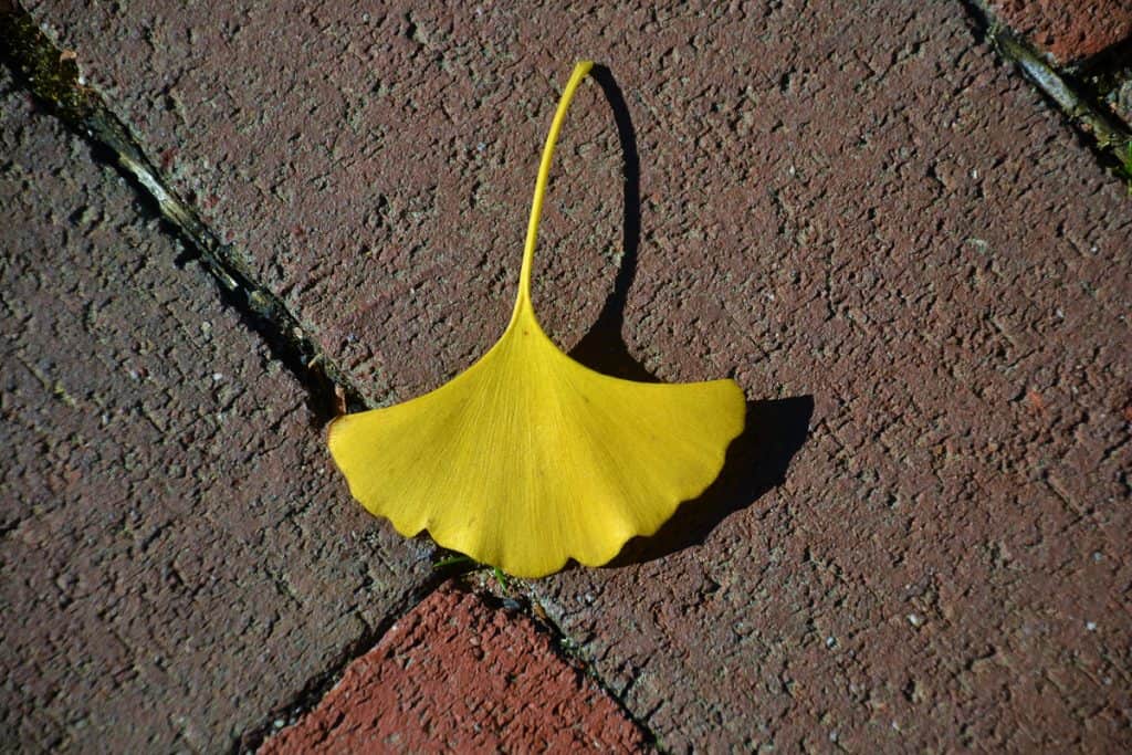 gingko gold