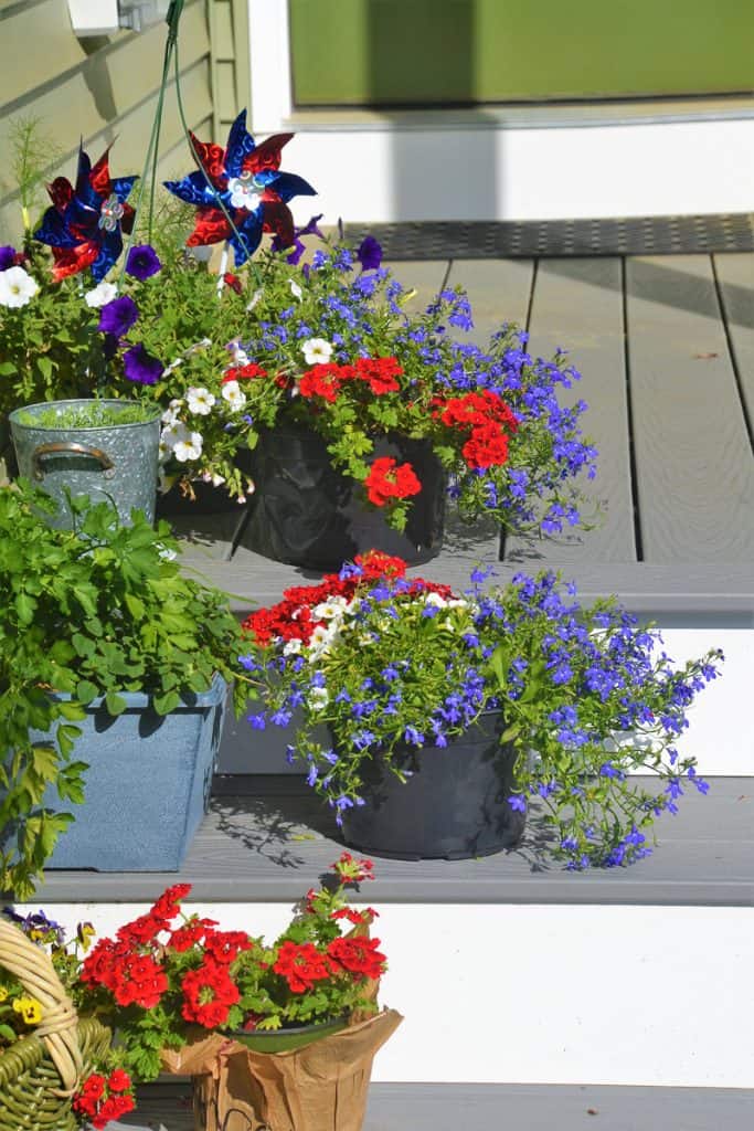 HOLIDAY COLORS Red Verbena white million bells and blue annual Lobelia-2