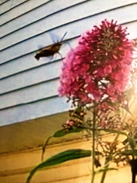 hummingbird moth