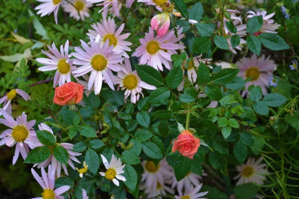 late blooming flowers