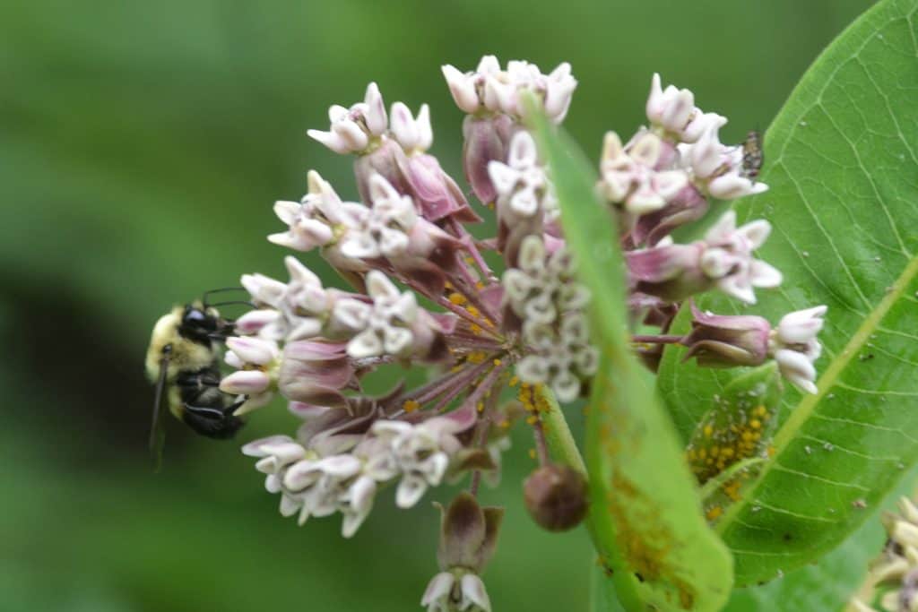 milkweed blossom