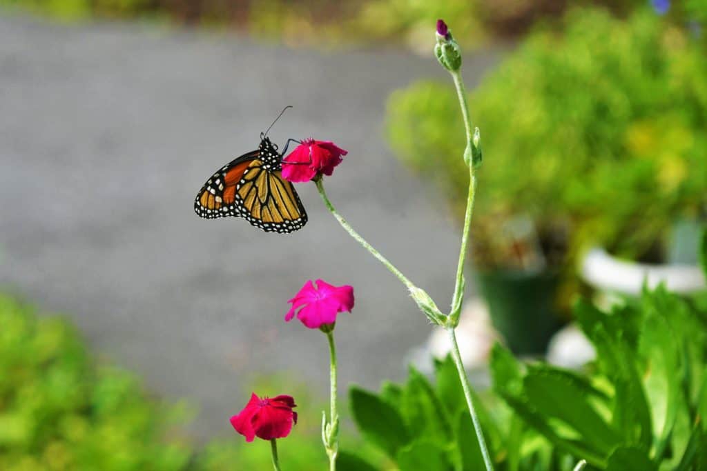 monarch butterfly