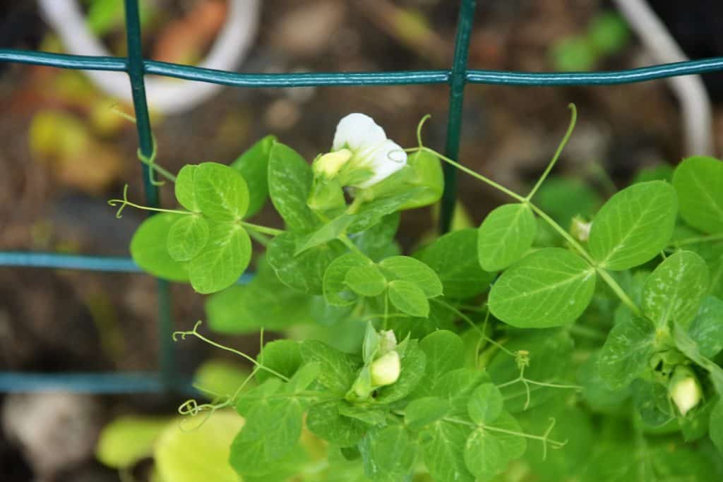 PEA BLOSSOM-2