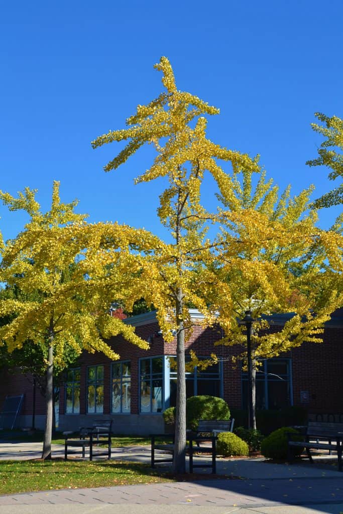 gingko grove