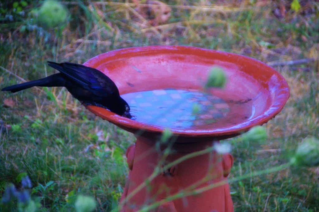 2022-08-05-PROTECTING FEATHERED FRIENDS-2