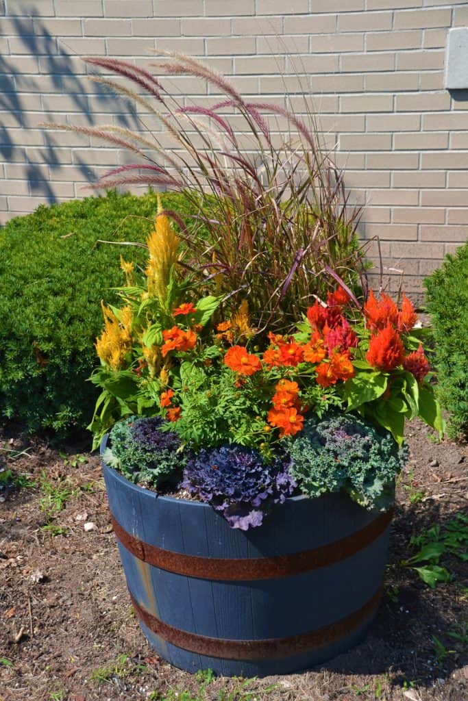 A barrel of fall flowers on the library lawn-2