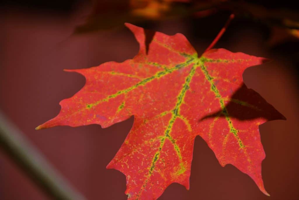 A closeup of a leaf-2