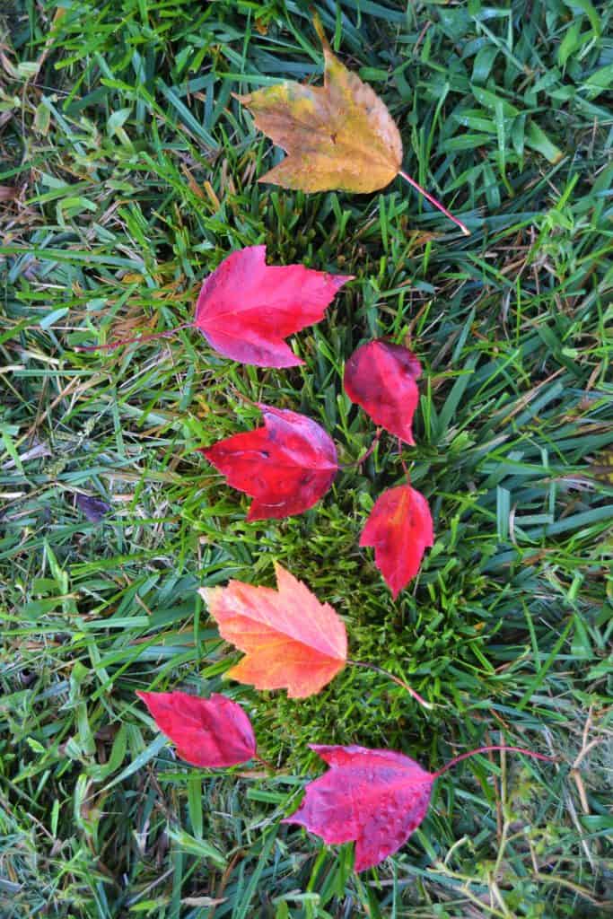 Leaves on a Lynnhurst lawn-2
