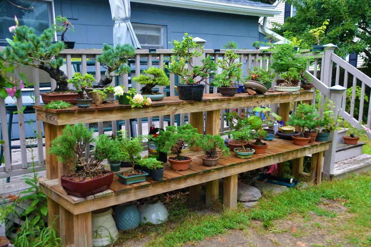 MASTER GARDENER — Bonsai gardening for everyone with small start
