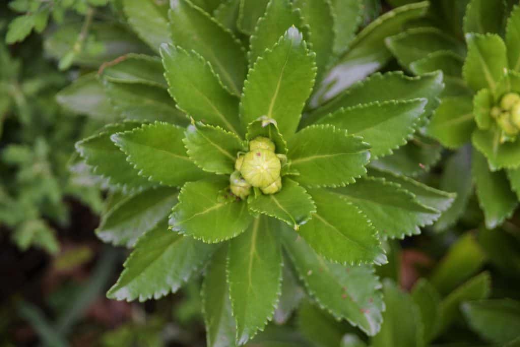 Montauk daisy_s pearly bud-2