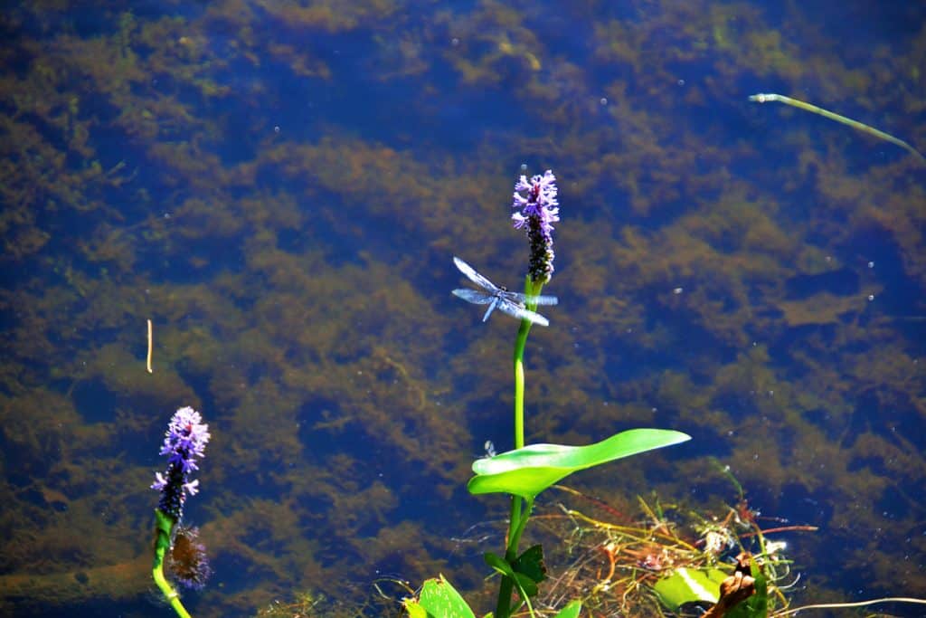 PICKERELWEED AT POND EDGES-2