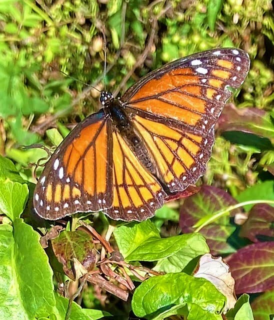 This Viceroy butterfly
