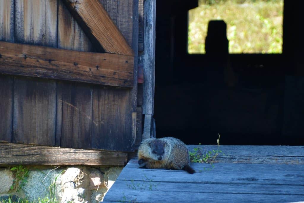 This groundhog at Saugus Ironworks-2