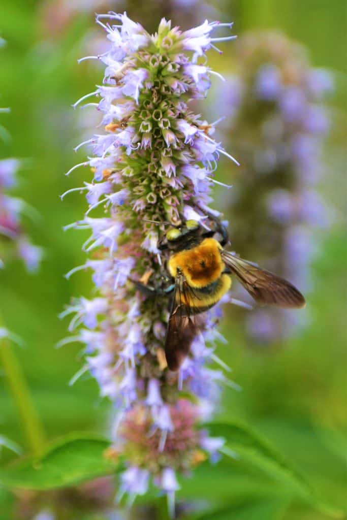 This large bumblebee