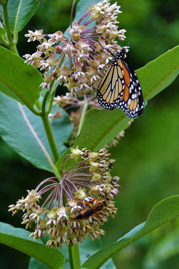 2022-07-29-A LIFE-SUSTAINING PLANT-2