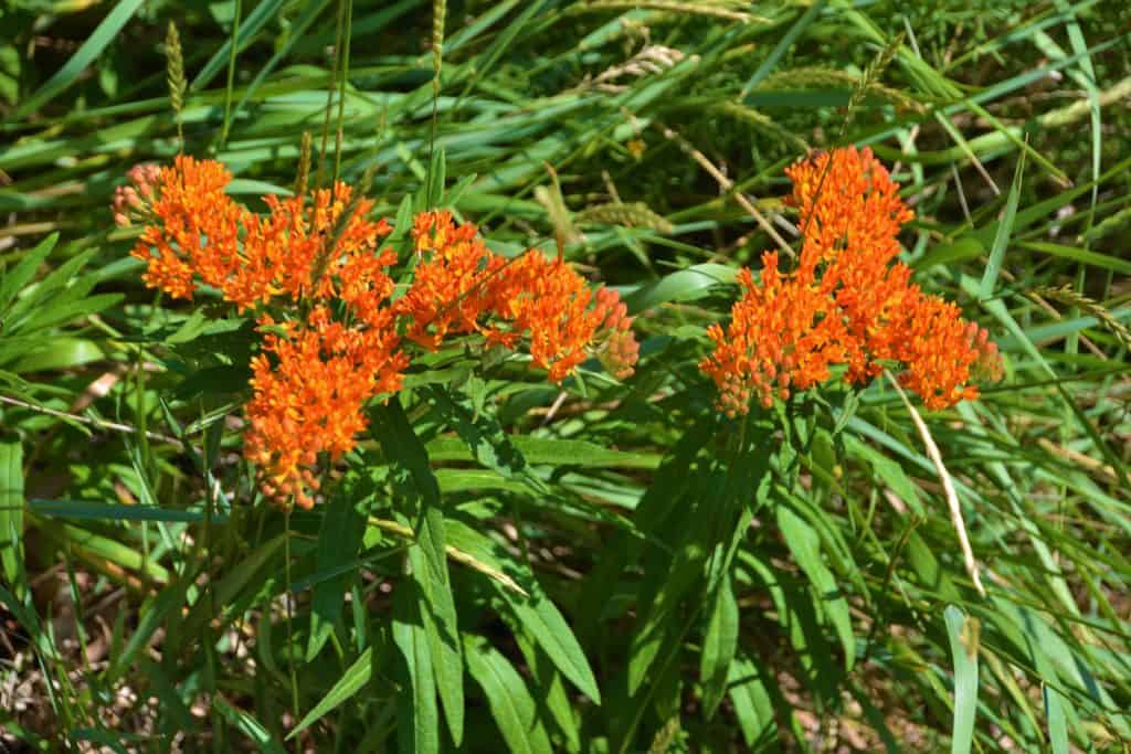 2022-07-29-A NATIVE MILKWEED SPECIES-2