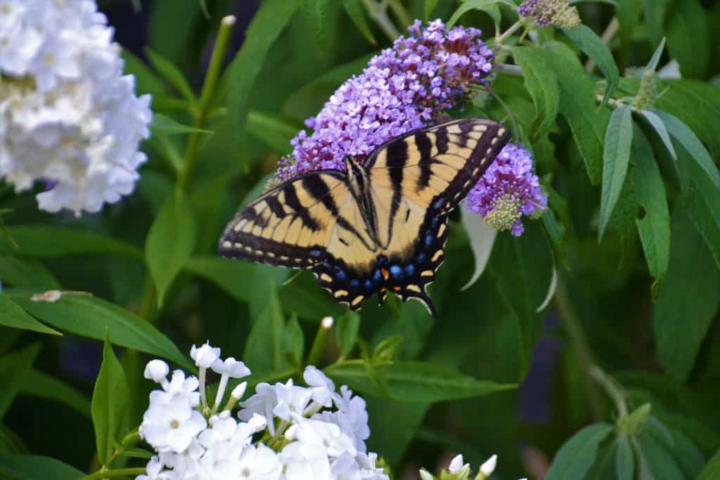 2022-07-29-POLLINATOR FAVORITES-2