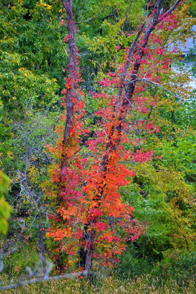 A column of poison ivy climbs-2