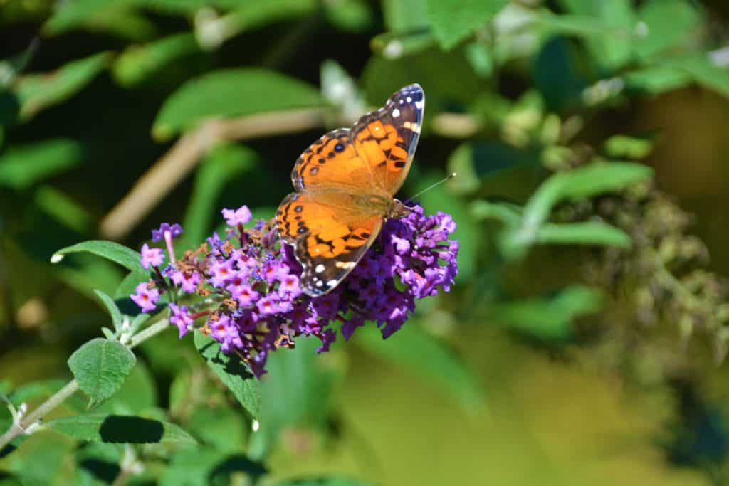 An American painted lady butterfly-2