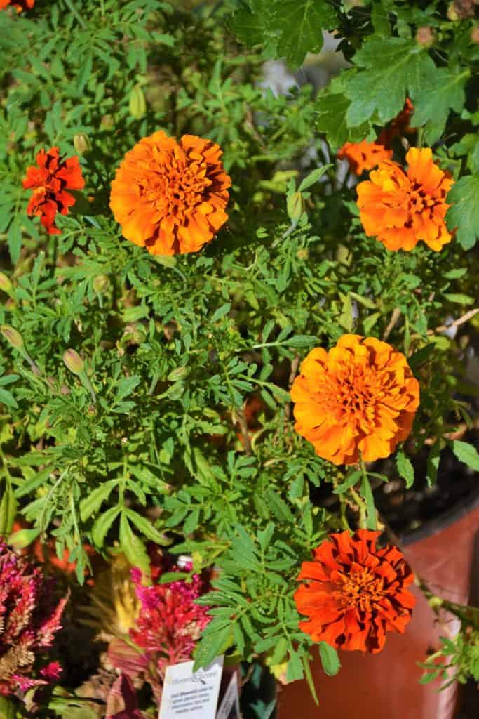 French marigolds bloom-2