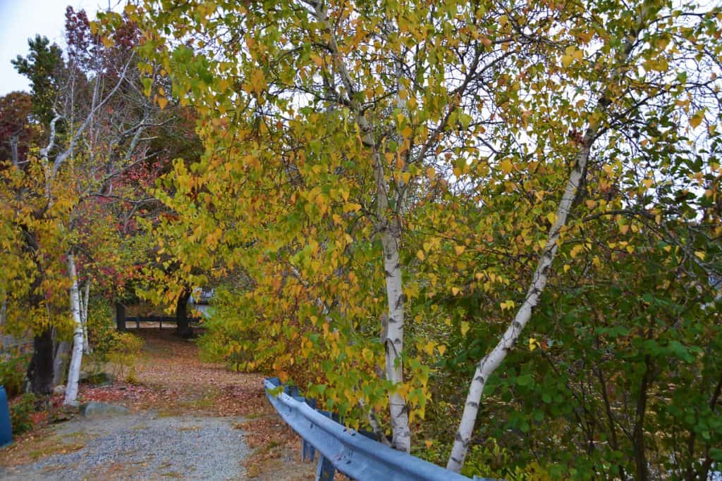 Golden leaves of gray birch (2)-2