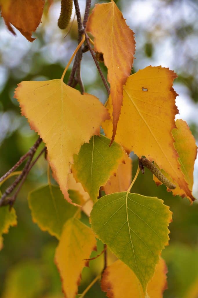 Gray birch leaves (2)-2