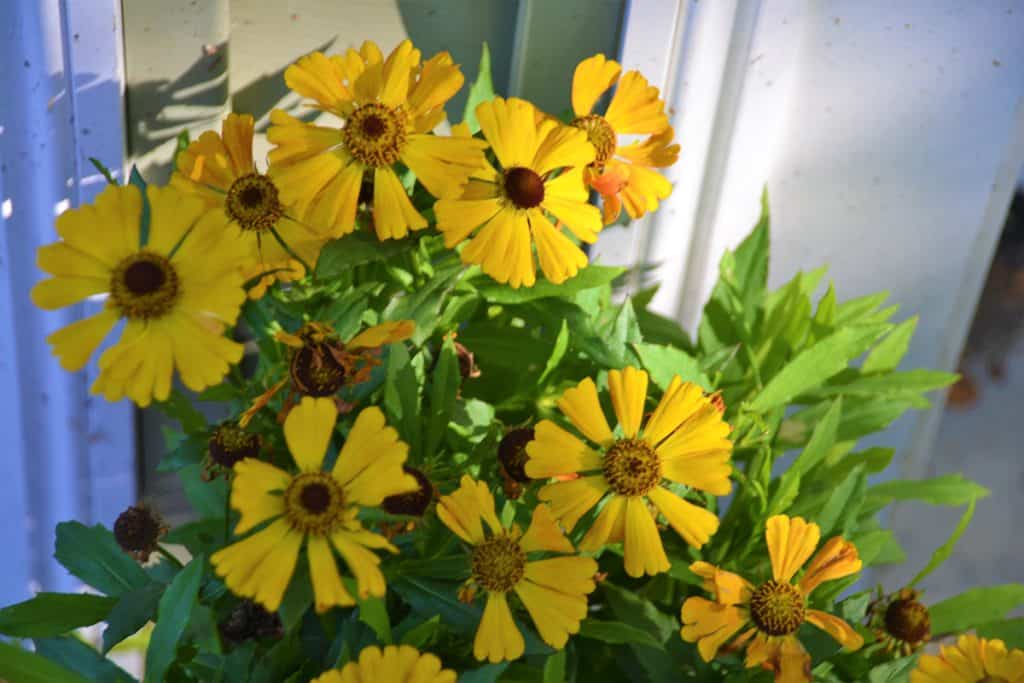 Helenium is an attractive native perennial (2)-2
