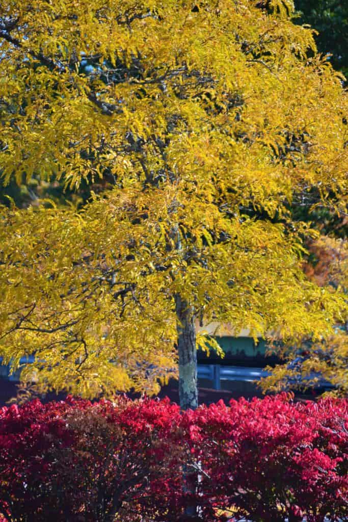 Honey locust foliage shines-2