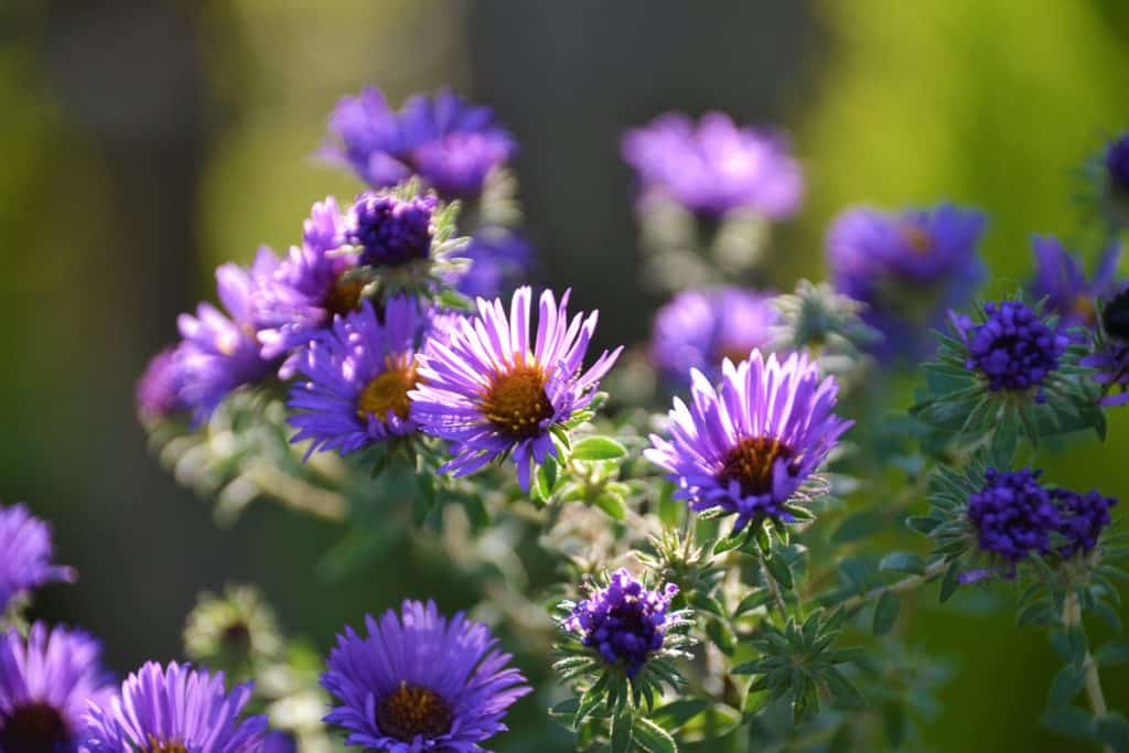 New England Aster blooming-2
