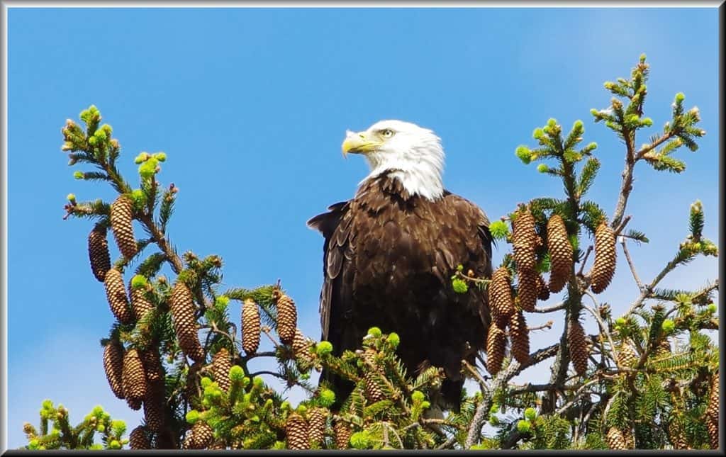 PERCHED ON A PINE TREE TOP-2