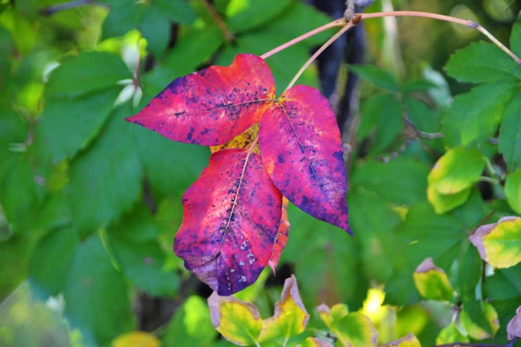 Poison ivy leaf at the height of fall color-2