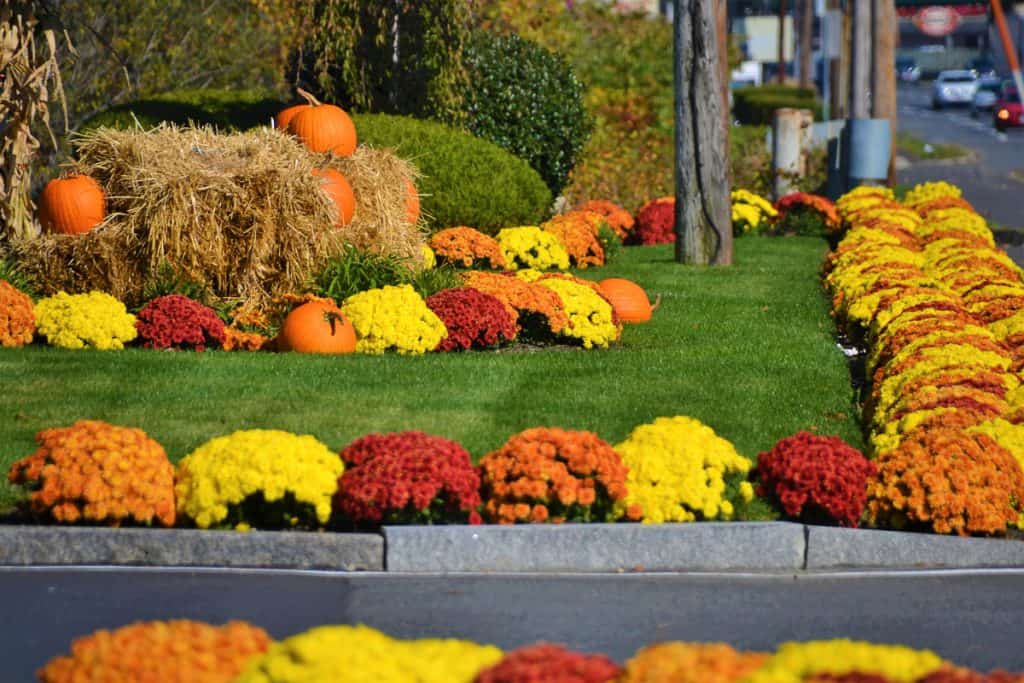 Pumpkins, hay bales, and a blast of color (2)-2