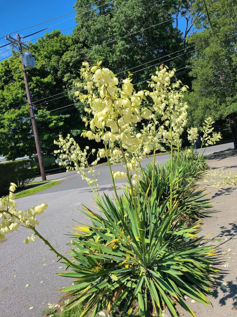 SPECTACULAR YUCCA FLOWERS (2)-2