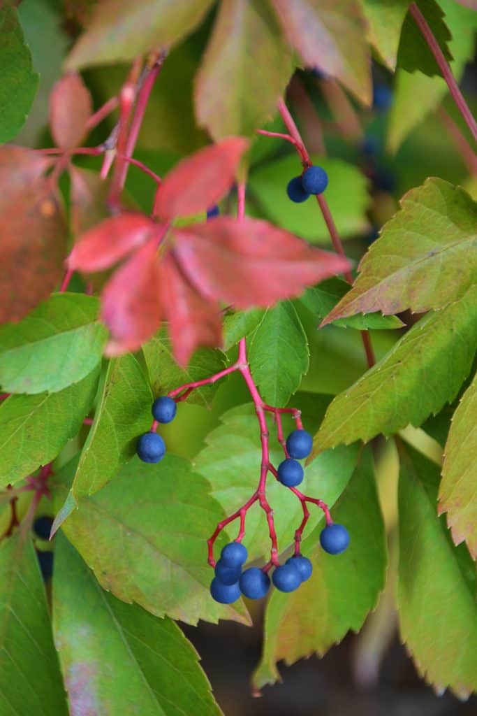 The leaf and blue-black berries-2