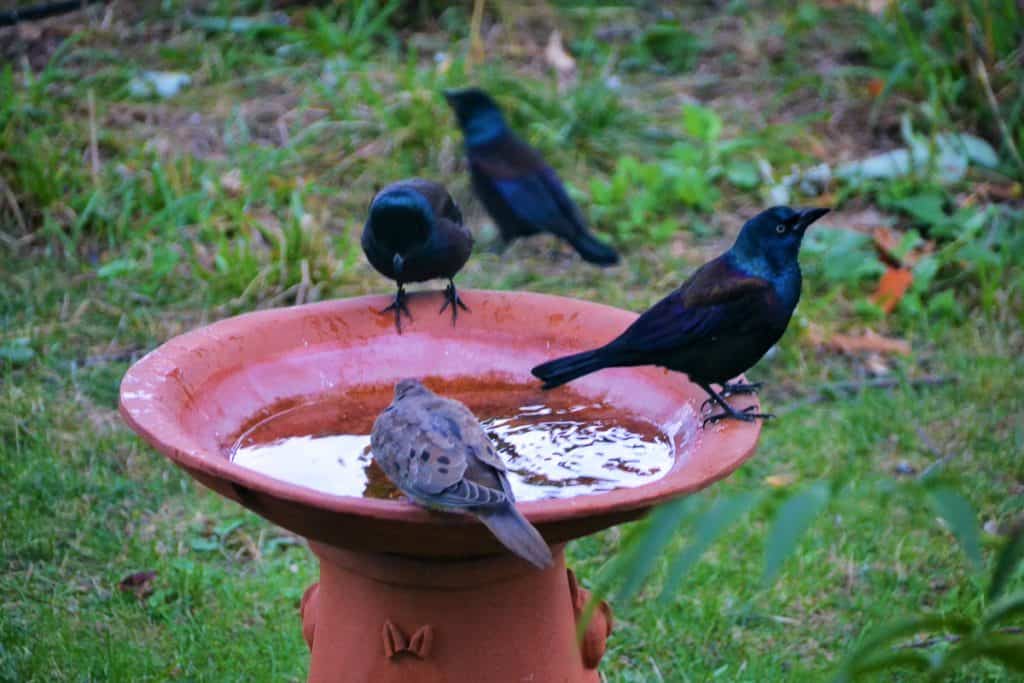 Three grackles and a mourning dove-2
