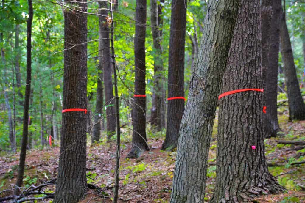 Trees marked in the area where blasting-2