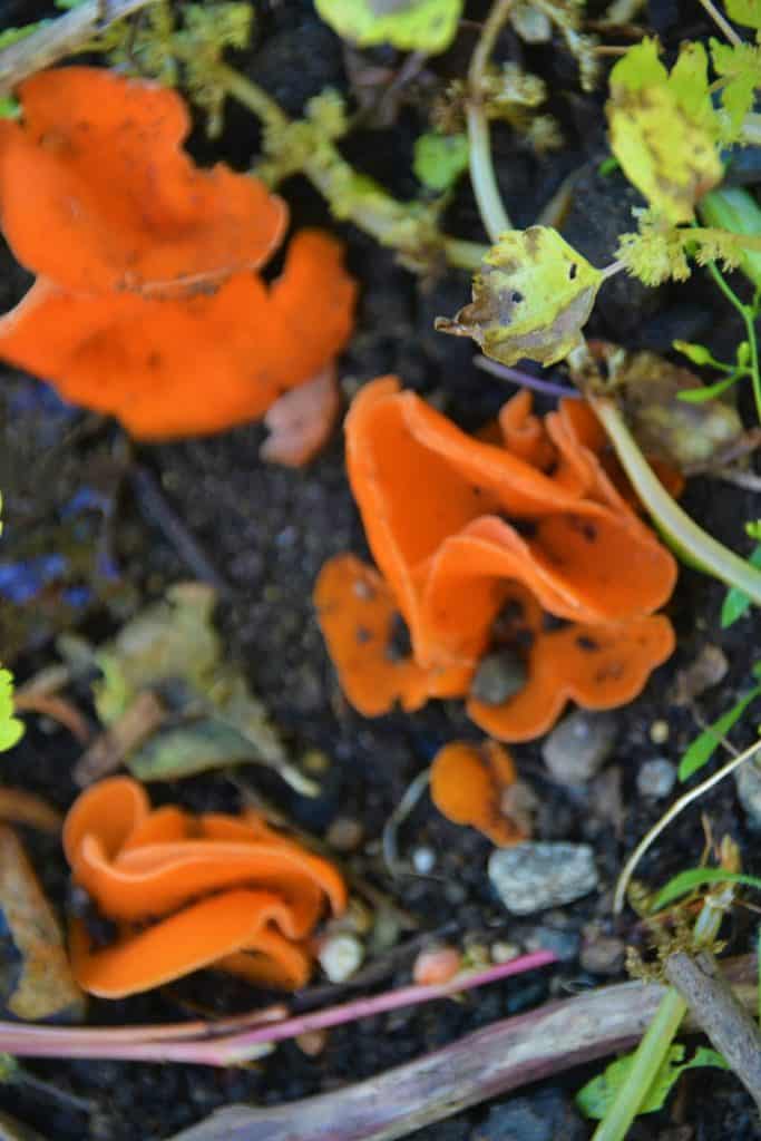 Witch_s Butter fungus-2