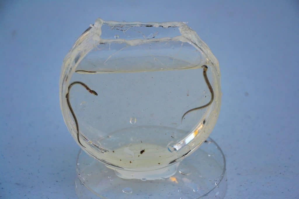 A CLOSE-UP VIEW Glass eels can be easily seen in a small jar prepared by park ranger Bill Fuchs-2