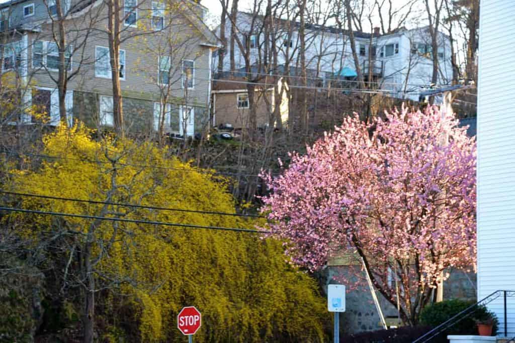 A COLORFUL INTERSECTION A waterfall of forsythia and pink flowering plum greet Saugonians at the corner of Chestnut and Winter Street-2