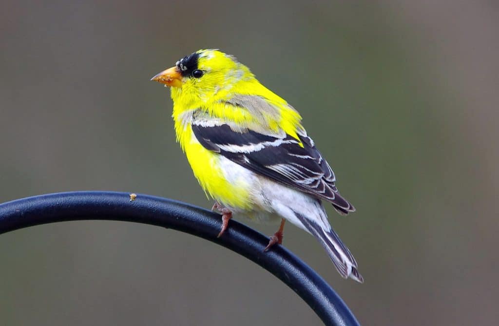 A FAMILIAR YELLOW SIGHT Goldfinches in their cheery summer plumage are very noticeable at the feeders now-2