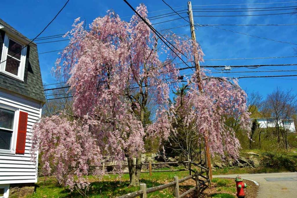 A NICE-LOOKING TREE This weeping cherry on Hamilton Street is among the most beautiful in Saugus-2