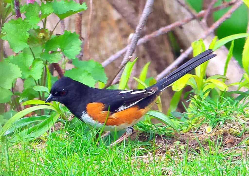 A PRETTY, OVERSIZED SPARROW This Eastern Towhee, with its colorful plumage, has been spotted in North Saugus-2