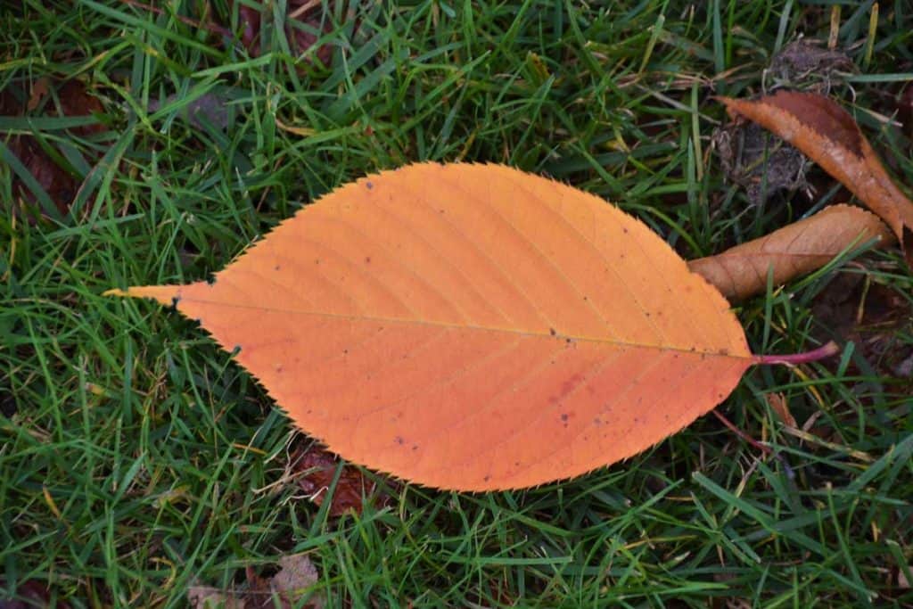 A leaf from a Kwanzan cherry-2