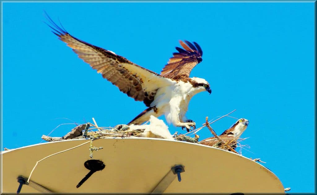 AN IDEAL ABODE Osprey like the location near the river since fish make up a major part of their diet-2