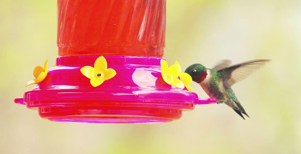 ANOTHER EXCITING MILESTONE OF SPRING The first ruby throated hummingbird-2
