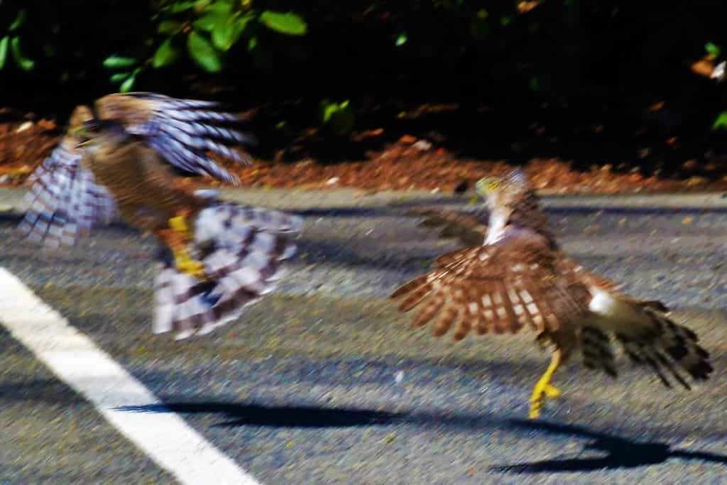 BATTLE OF THE BIRDS Two hawks land after fighting in mid-air over the parking lot during the afternoon-2