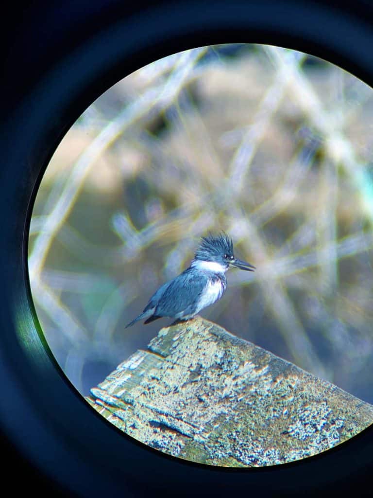 BELTED KINGFISHER-2